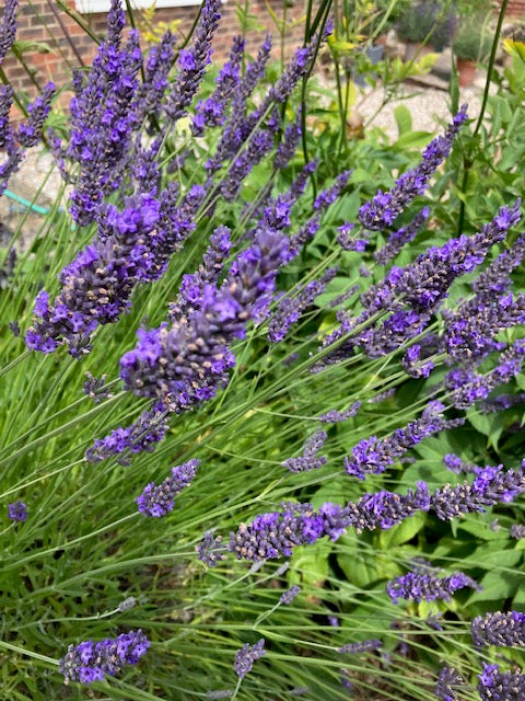 Lavender: Grosso (Lavandula x intermedia 'Grosso') - Culinary Herb Co.