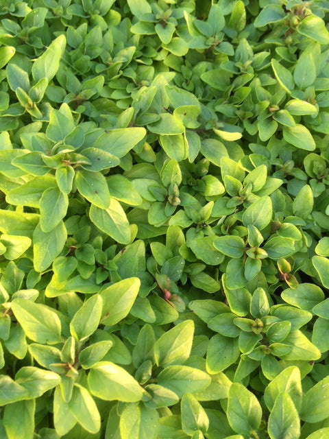 Marjoram, Compact marjoram (Origanum vulgare compactum) - Culinary Herb Co.