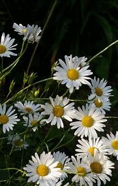 Daisy, Ox-Eye Daisy (Leucanthemum vulgare) - Culinary Herb Co.