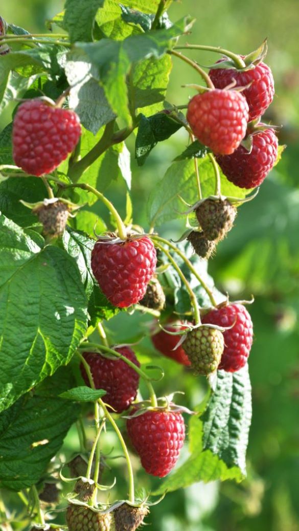 Raspberry (Rubus idaeus 'Glen Ample') 12cm