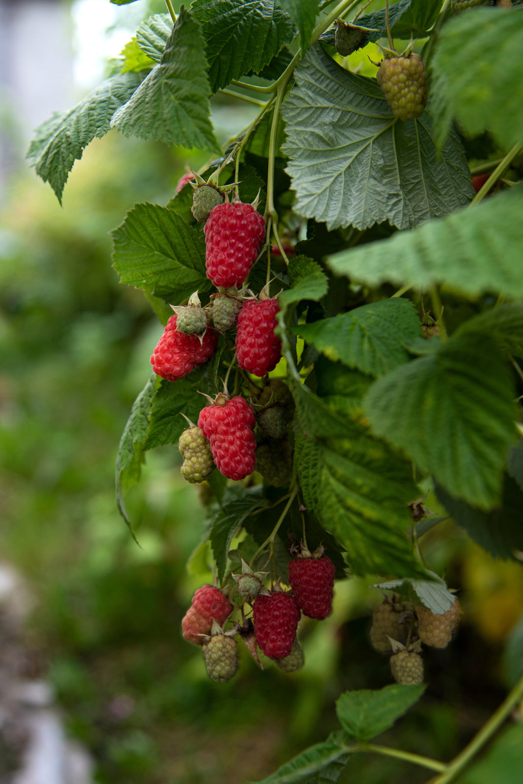 Raspberry (Rubus idaeus 'Glen Coe') 12cm - Culinary Herb Co.