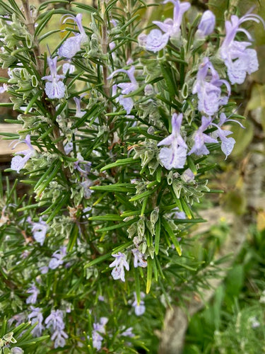 Rosemary: Sudbury Blue (Salvia rosmarinus 'Sudbury Blue') - Culinary Herb Co.