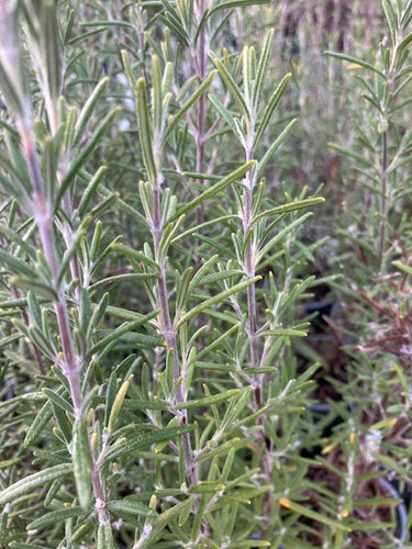 Rosemary: Blue winter (Salvia rosmarinus ‘Blue winter) - Culinary Herb Co.