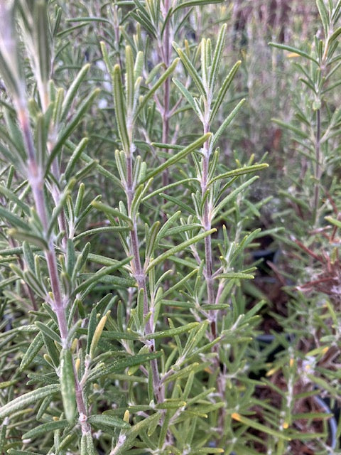 Rosemary: Blue winter (Salvia rosmarinus ‘Blue winter)
