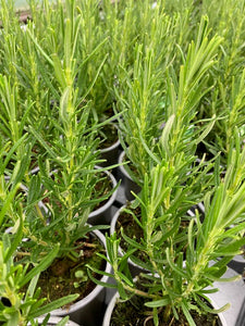 Rosemary: Pink flowering rosemary (Salvia rosmarinus 'Roseus') - Culinary Herb Co.