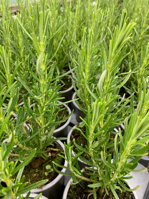Rosemary: Pink flowering rosemary (Salvia rosmarinus 'Roseus') - Culinary Herb Co.
