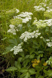 Lovage, Scots Lovage (Ligusticum scoticum) - Culinary Herb Co.