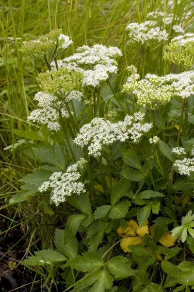 Lovage, Scots Lovage (Ligusticum scoticum) - Culinary Herb Co.