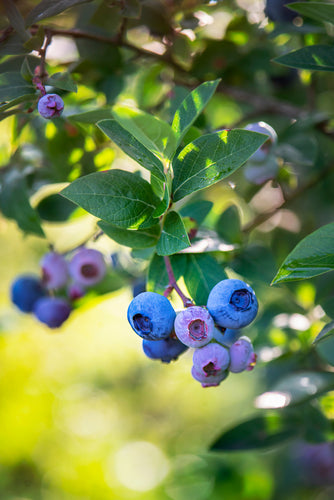 Blueberry (Vaccinium corymbosum 'Blue crop') 12cm - Culinary Herb Co.