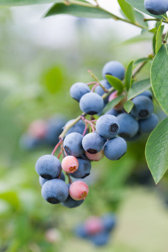 Blueberry (Vaccinium corymbosum 'Patriot') 12cm - Culinary Herb Co.