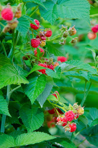 Raspberry (Rubus idaeus 'Autumn first') 12cm - Culinary Herb Co.