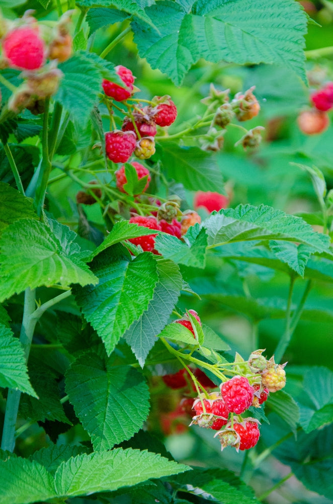 Raspberry (Rubus idaeus 'Autumn first') 12cm - Culinary Herb Co.