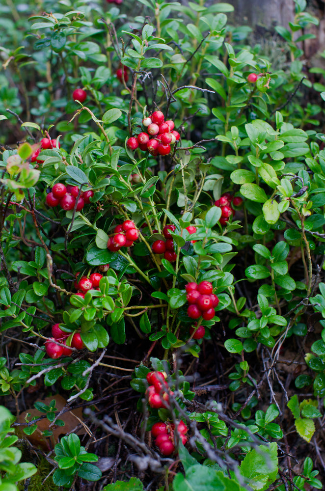 Cranberry (Vaccinium macrocarpon 'Stevens') 12cm - Culinary Herb Co.