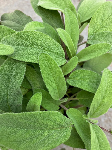 Sage: Narrow leaf sage (Salvia lavandulifolia) - Culinary Herb Co.