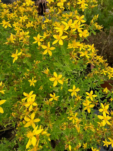 St. John's Wort (Hypericum perforatum) - Culinary Herb Co.
