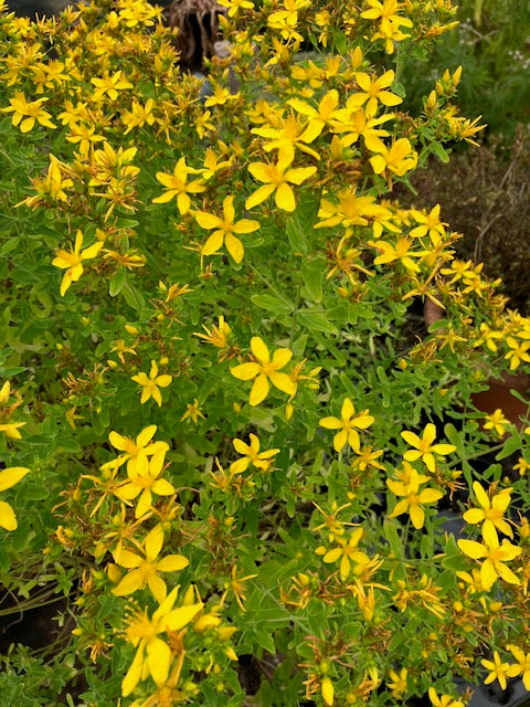 St. John's Wort (Hypericum perforatum) - Culinary Herb Co.