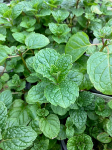 Mint: Tashkent (Mentha spicata ‘Tashkent) - Culinary Herb Co.