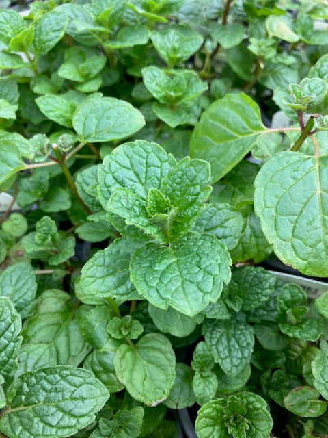 Mint: Tashkent (Mentha spicata ‘Tashkent) - Culinary Herb Co.