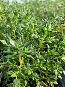 Thyme: Rose Scented Thyme (Thymus ssp. 'rose')