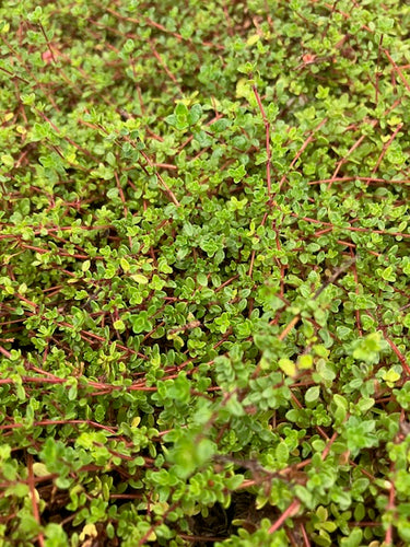 Thyme: Russetings (Thymus serpyllum ‘Russetings’) - Culinary Herb Co.