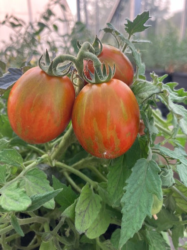 Tomato (Tumbling Tigress)