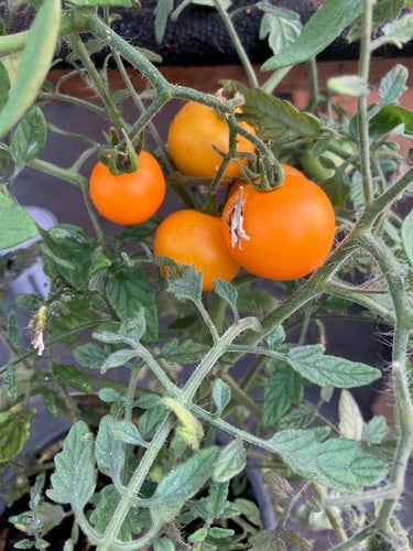 Tomato (Tumbling Tom Yellow)