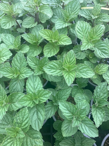 Mint: White Peppermint (Mentha x piperita) - Culinary Herb Co.
