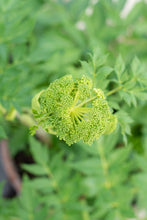 Load image into Gallery viewer, Close up photo of the herb Angelica (Archangelica)