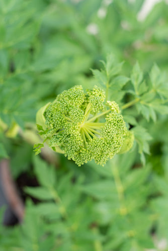 Close up photo of the herb Angelica (Archangelica)
