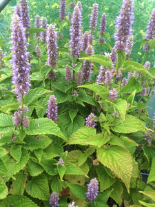 Anise Hyssop (Agastache foeniculum) - The Culinary Herb Company