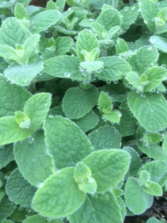 Mint: Atlas Mountain (Mentha suaveolens subsp. timija) - The Culinary Herb Company