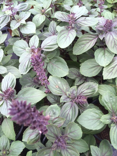 Basil: African Blue (Ocimum Kilimandscharicum) - The Culinary Herb Company