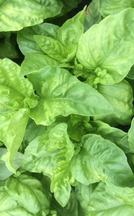 Basil: Napoletano (Ocimum basilicum 'Napoletano') - The Culinary Herb Company