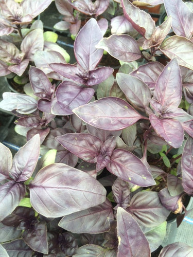 Basil: Shiraz (Ocimum basilicum 'Shiraz') - The Culinary Herb Company