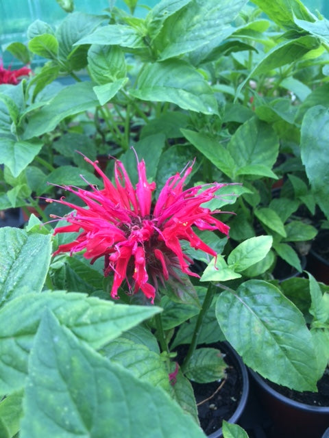 Bergamot (Monarda didyma) - The Culinary Herb Company