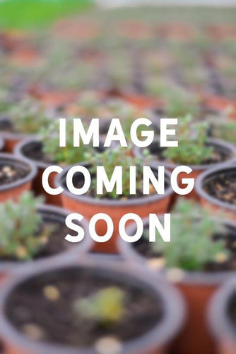 Oregano, Round leaf (Origanum rotundifolium)