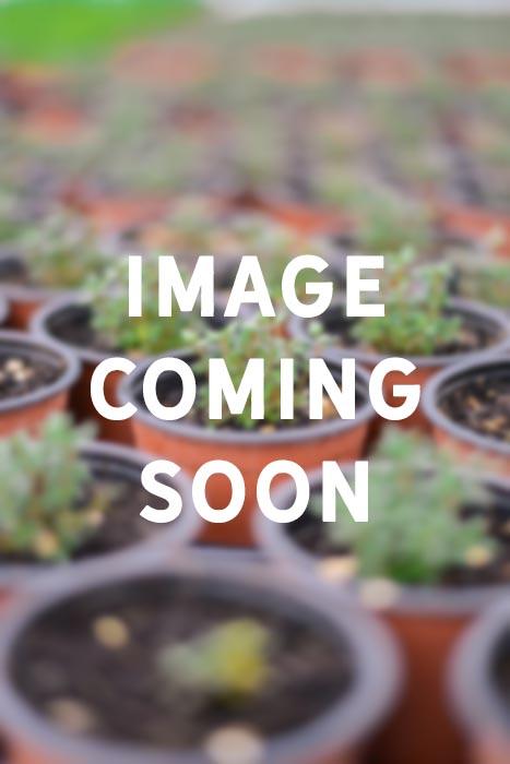 Oregano, Round leaf (Origanum rotundifolium)