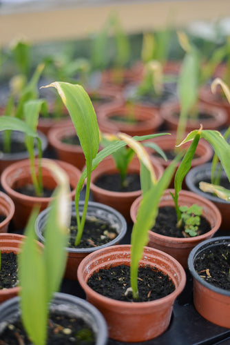 Wild Garlic (Allium ursinum 'Ramsons') - The Culinary Herb Company