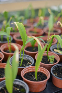 Wild Garlic (Allium ursinum 'Ramsons') - The Culinary Herb Company