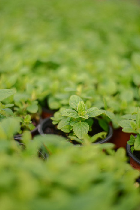 Oregano: Greek (Origanum vulgare subsp. hirtum 'Greek') - The Culinary Herb Company