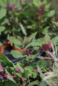 Spinach: Tree Spinach (Chenopodium giganteum) - The Culinary Herb Company