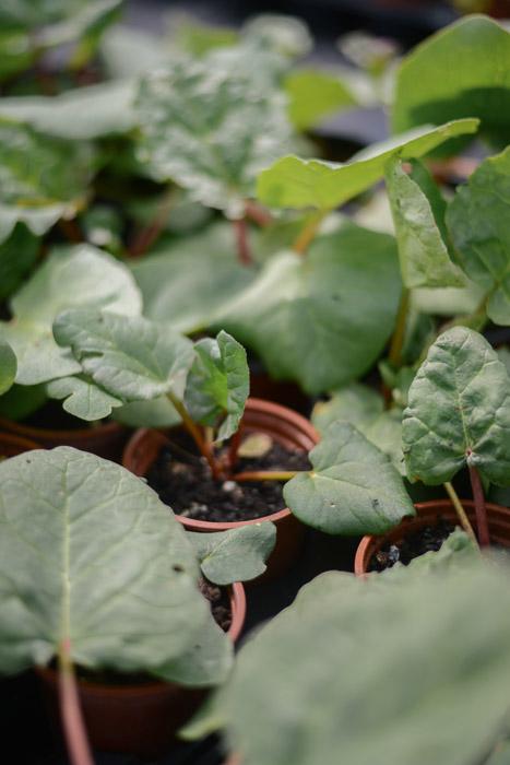Rhubarb (Rheum palmatum hybridum ïVictoriaÍ)