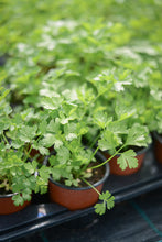 Load image into Gallery viewer, Parsley: Flat Leaf (Petroselinum crispum &#39;French&#39;) - The Culinary Herb Company