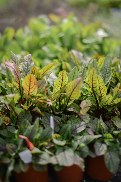 Sorrel: Red Vein (Rumex sanguineus) - The Culinary Herb Company