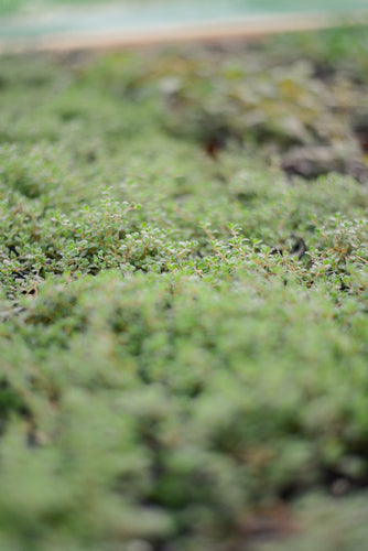 Thyme: Woolly Thyme (Thymus pseudolanuginosus) - The Culinary Herb Company