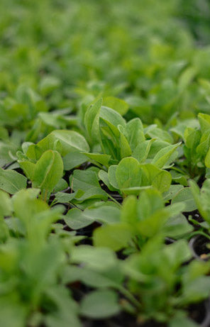 Sorrel: French (Rumex acetosa) - The Culinary Herb Company