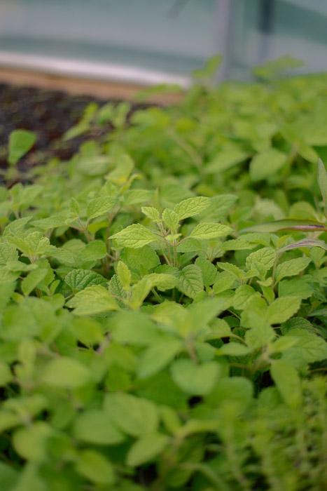 melissa officinalis ssp altissima Balm: Lime (Melissa officinalis 'Altissima')