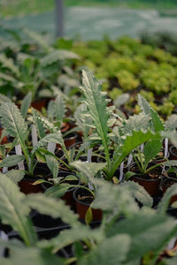 Purple Globe Artichoke(Cynara scolymus)