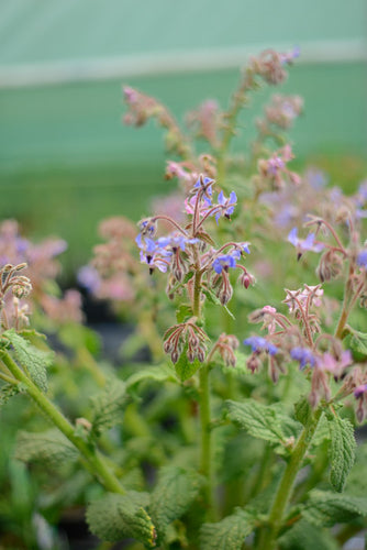 Borage: Blue (Borago officinalis) - The Culinary Herb Company