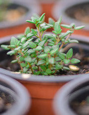 Thyme: English Winter (Thymus vulgaris) 12cm